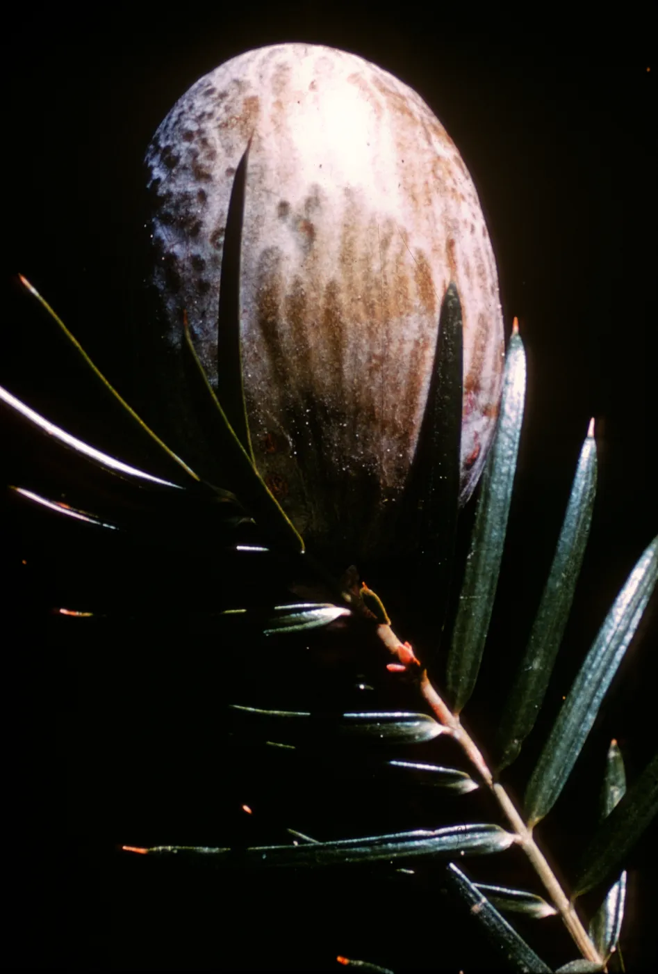 Torreya californica