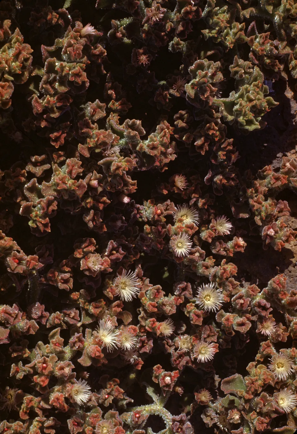 Mesemb crystallinum