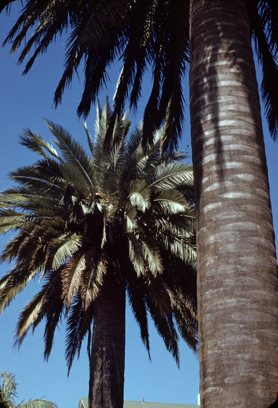 Jubaea spectabilis