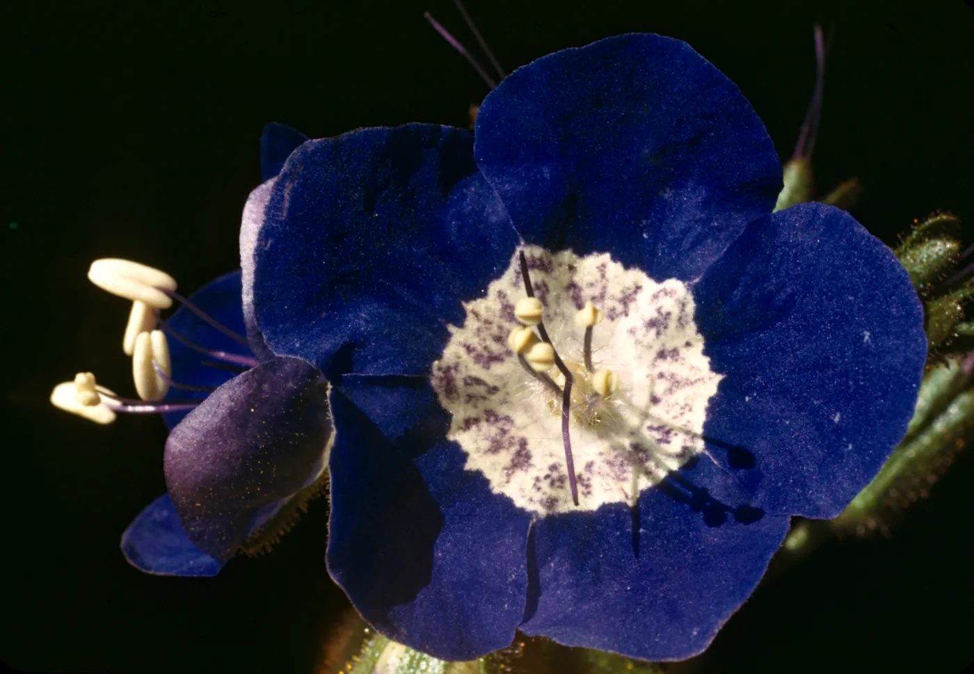 Phacelia viscida