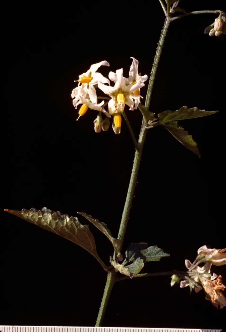 Solanum douglasii