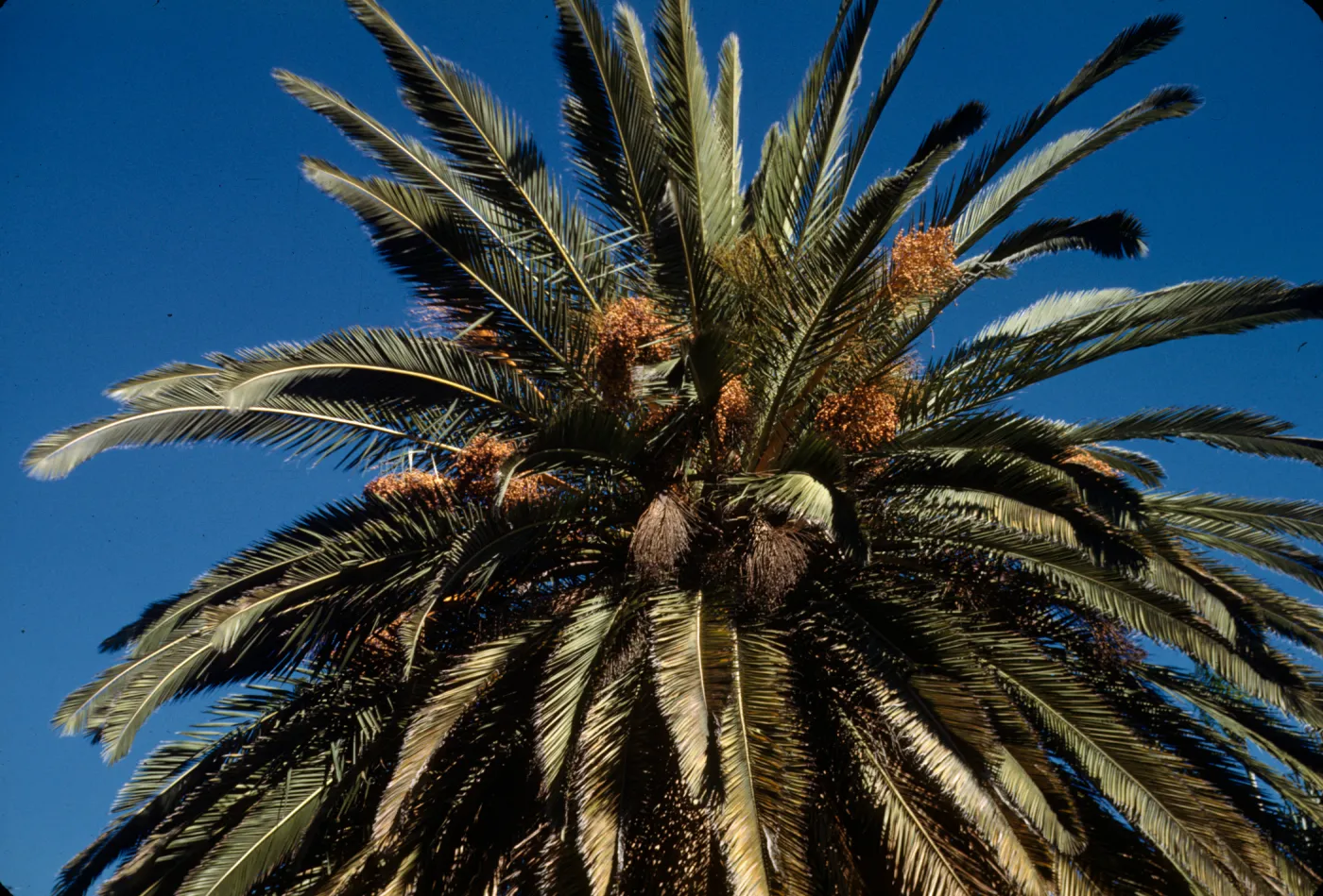 Phoenix canariensis