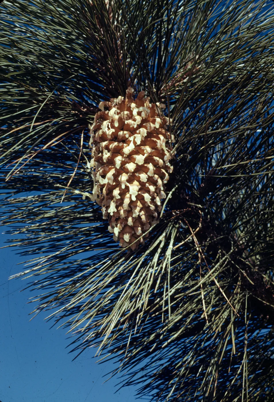 Pinus coulteri