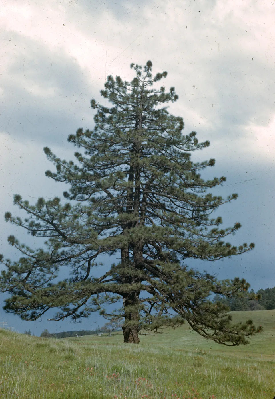 Pinus coulteri, Julian