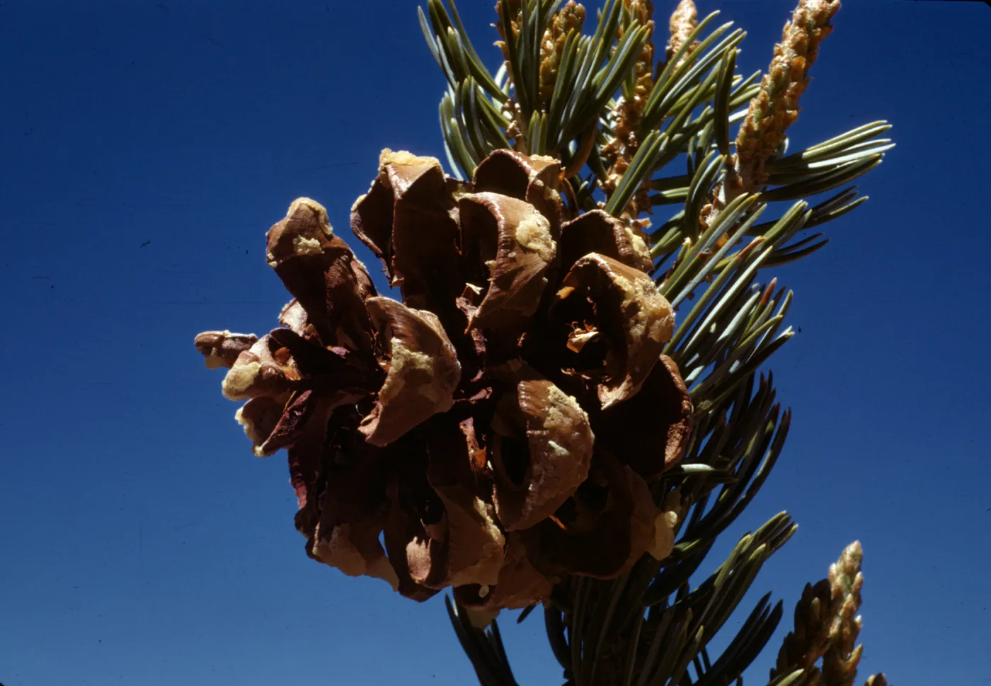 Pinus quadrifolia
