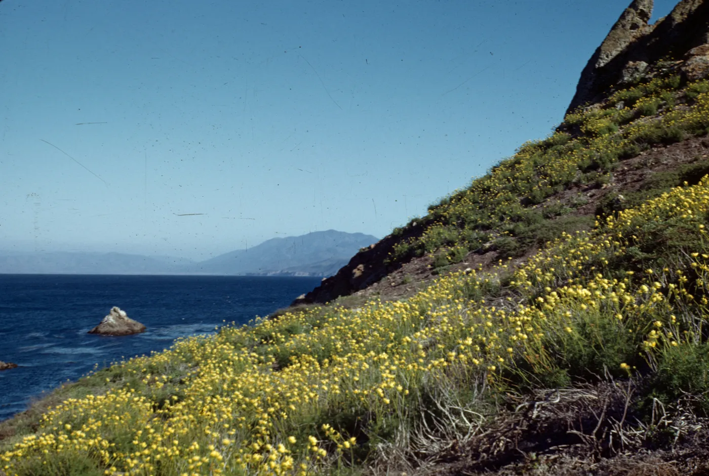Coreopsis maritima