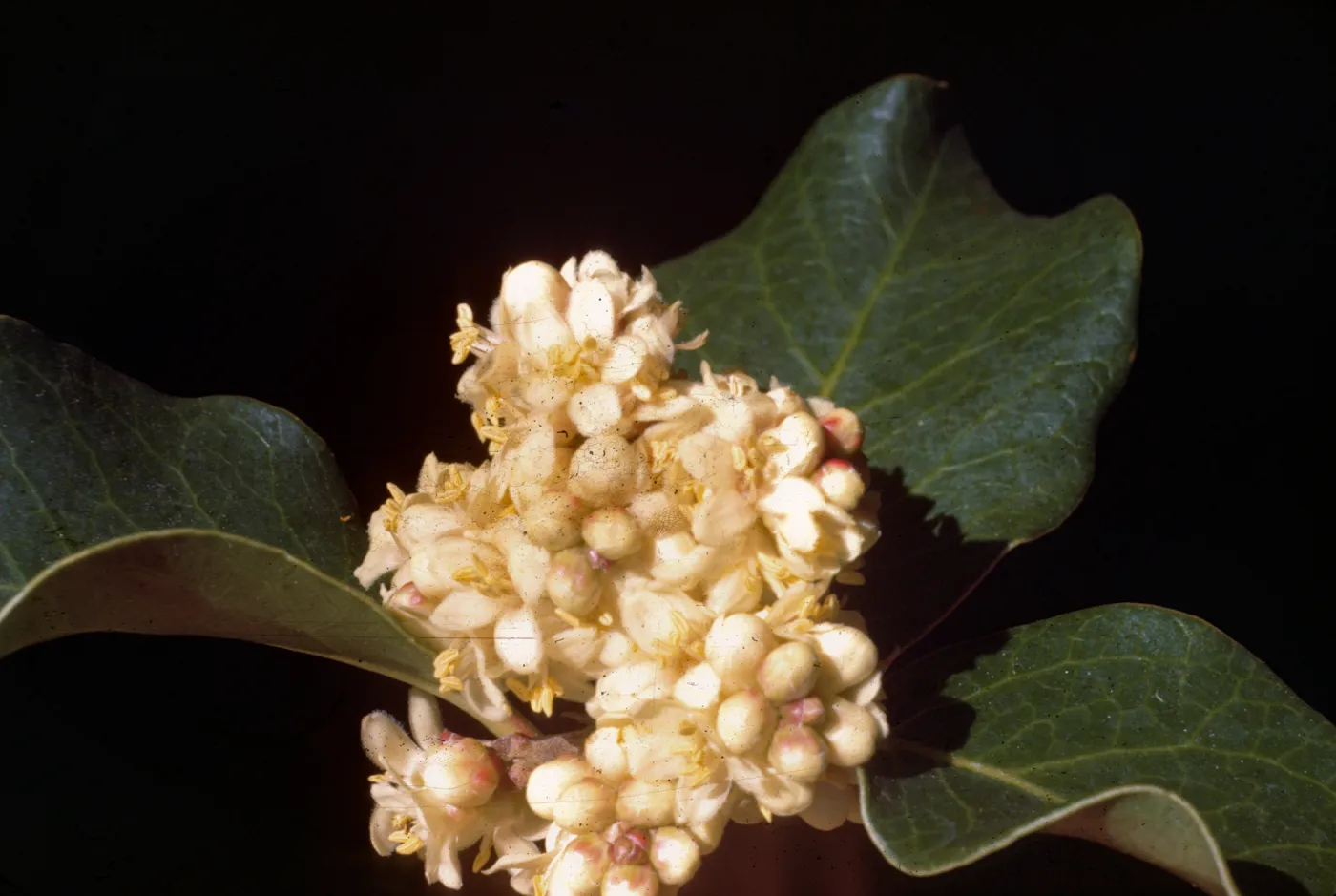 Rhus ovata, close-up of blooms