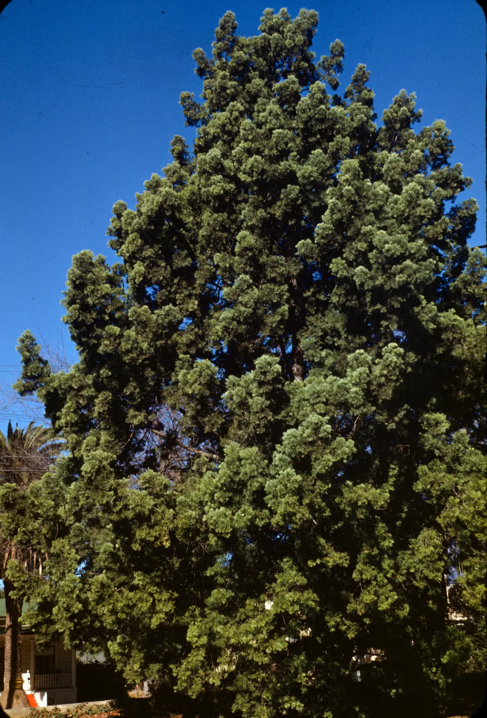 Podocarpus gracilior ( Fern Pine ) 