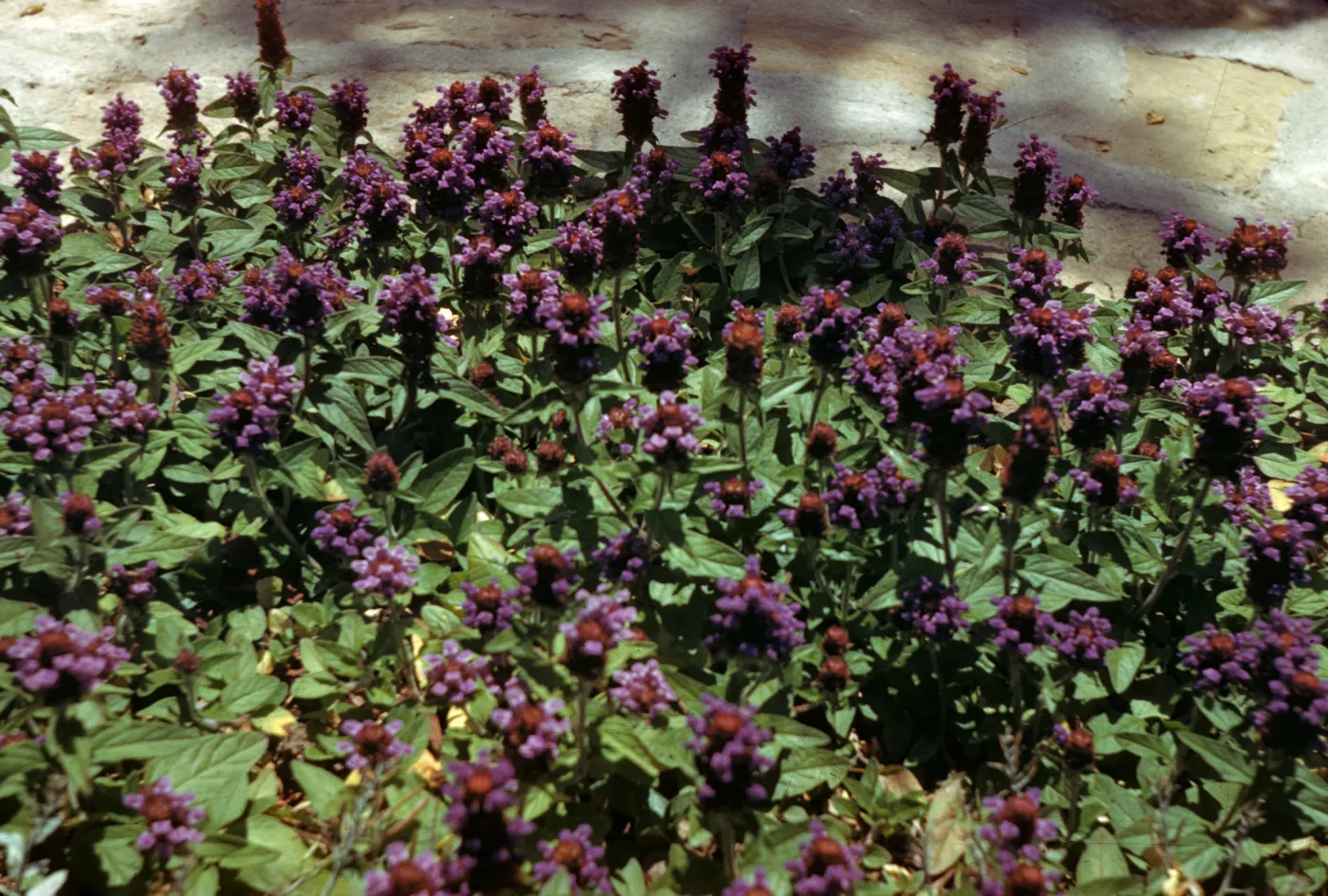 Prunella vulgaris var. atropurpurea