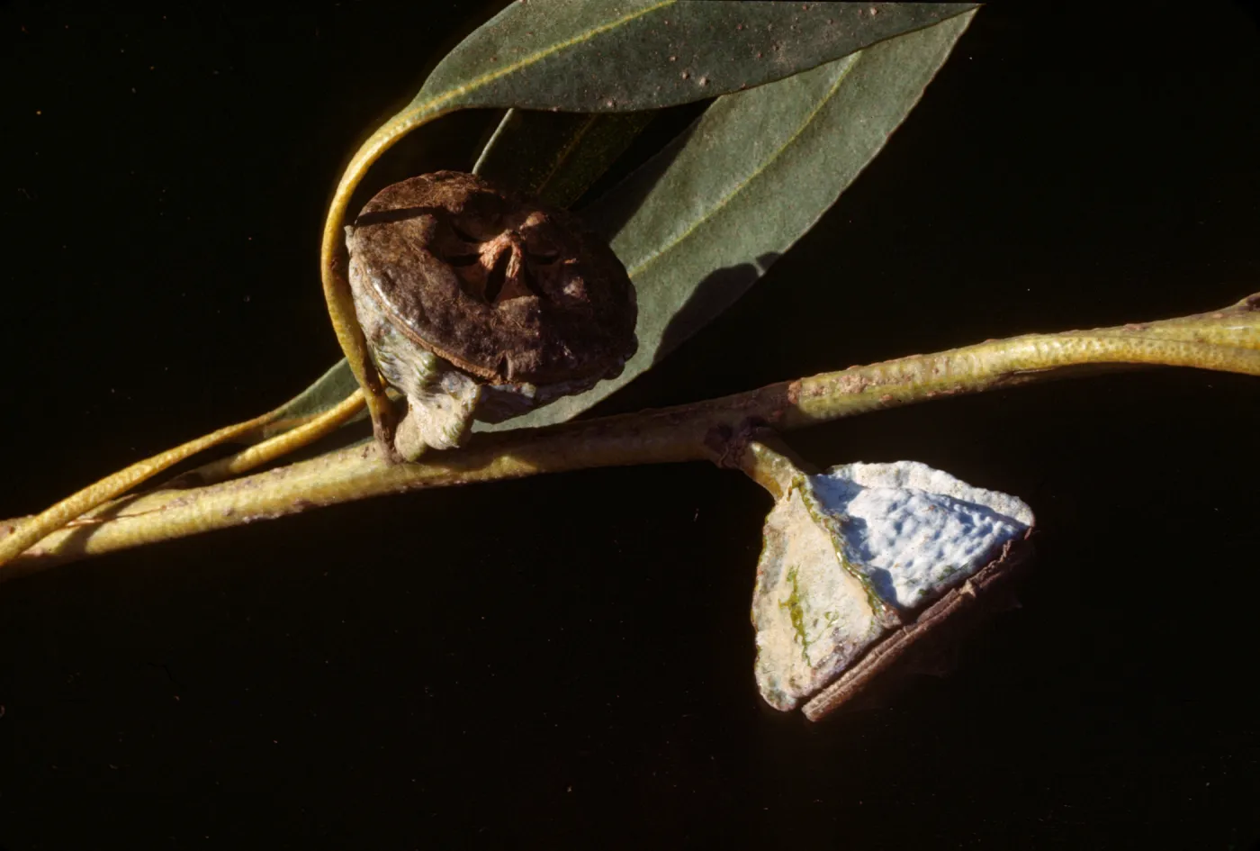 Eucalyptus globulus