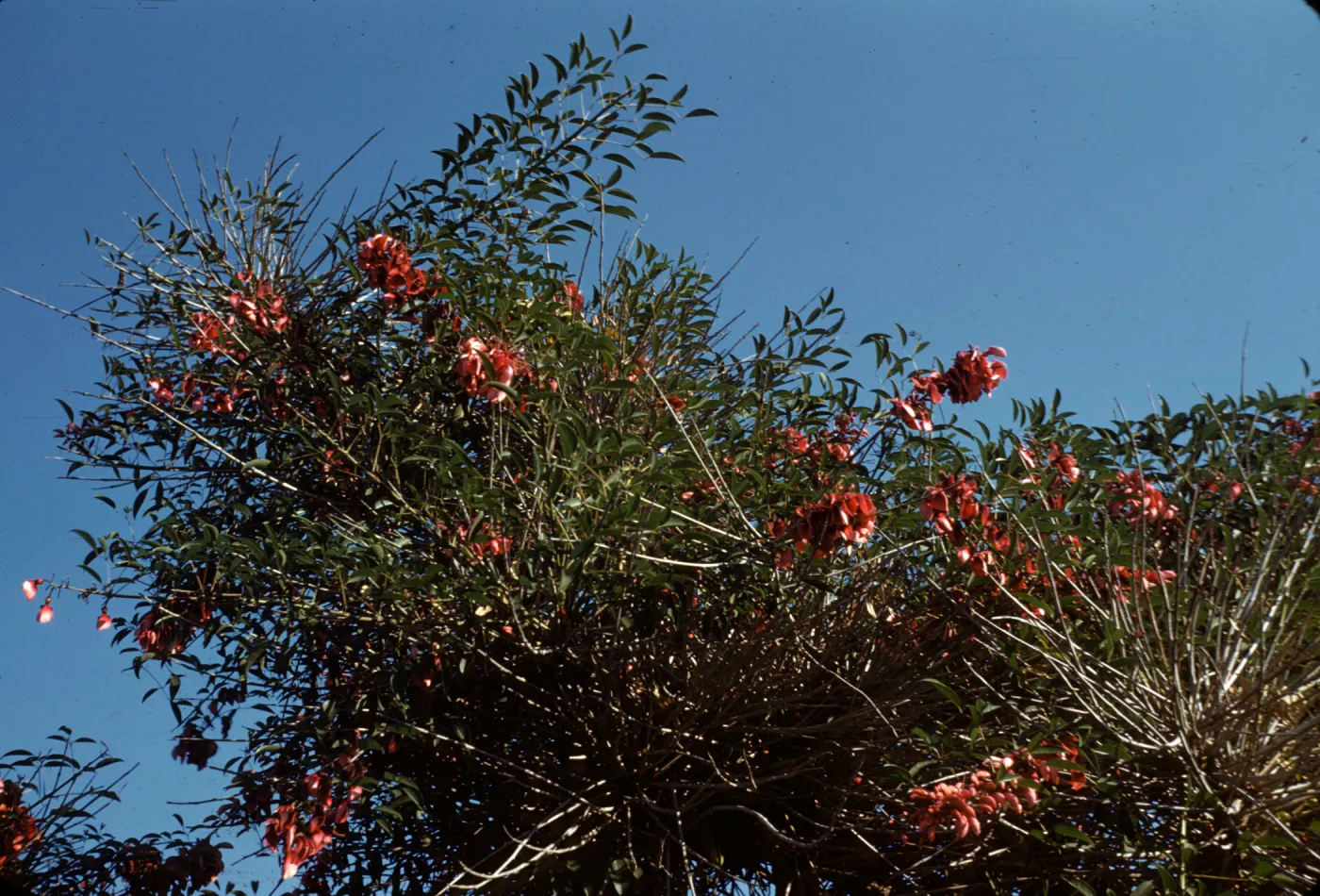Erythrina crista-galli