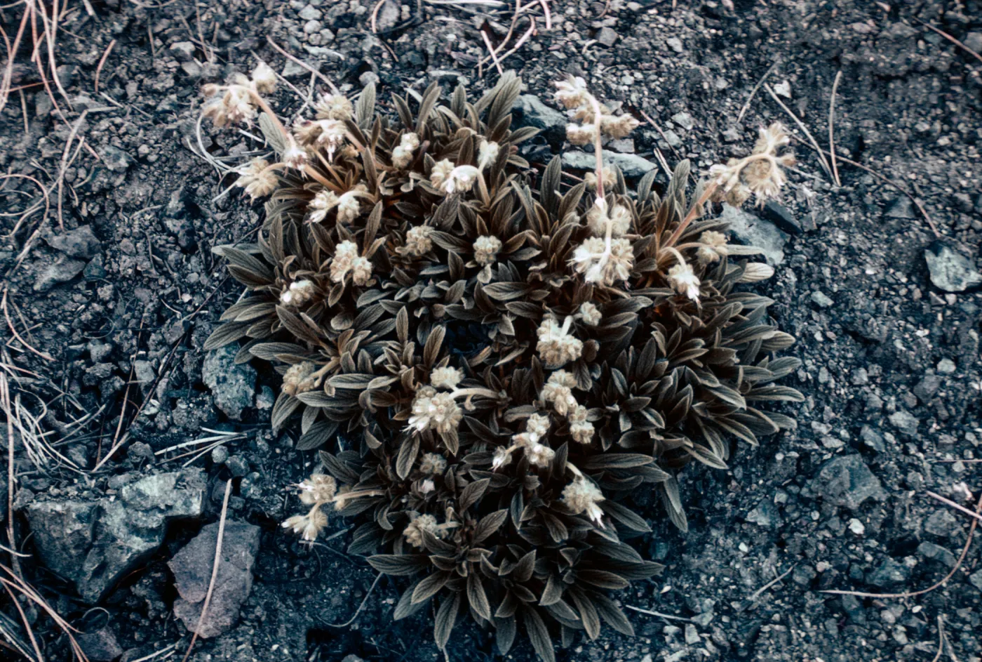 Phacelia corymbosa 