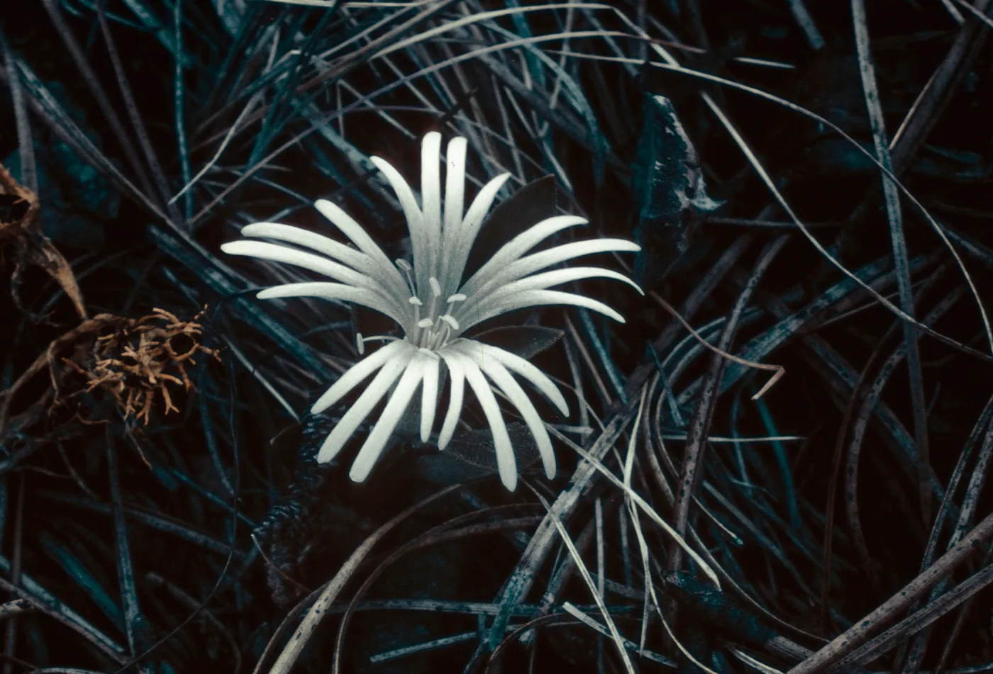 Silene hookeri