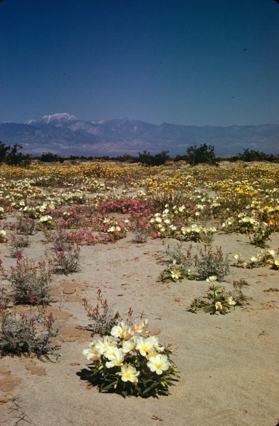 Desert wildflowers