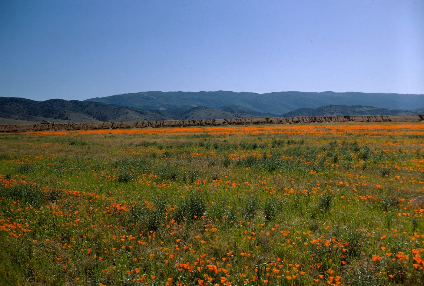 Eschscholzia california as far as the eye can see