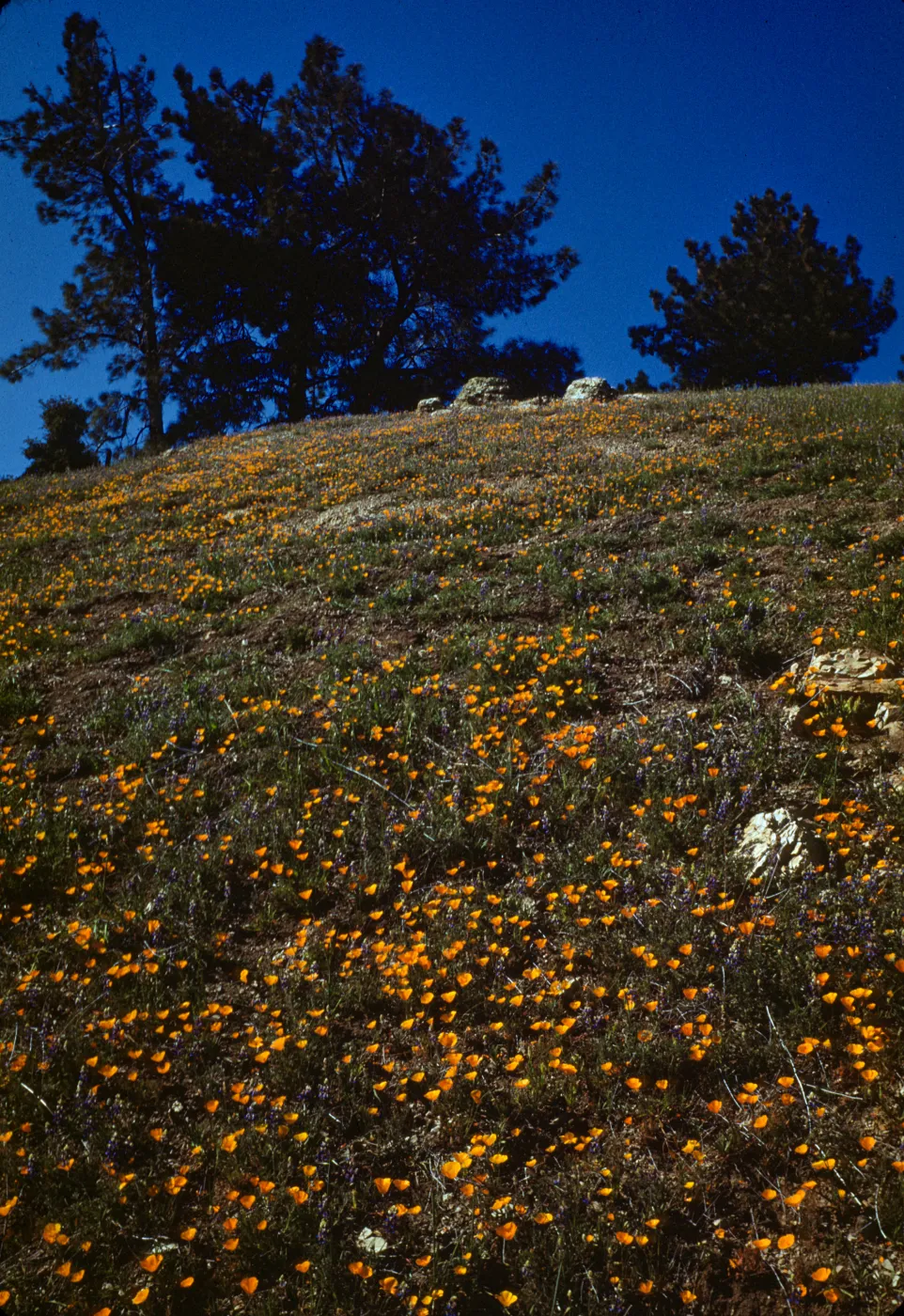 hillside with California poppy