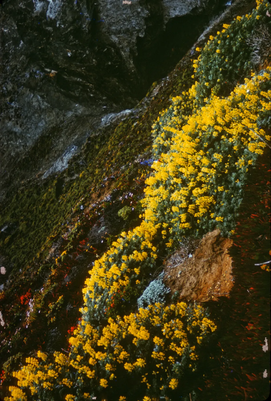 Wildflowers on Highway 1