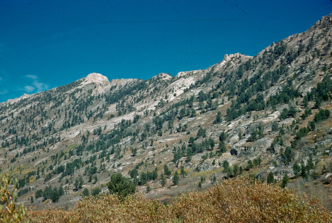 Pinus flexilis, Lamoille Canyon, Nevada