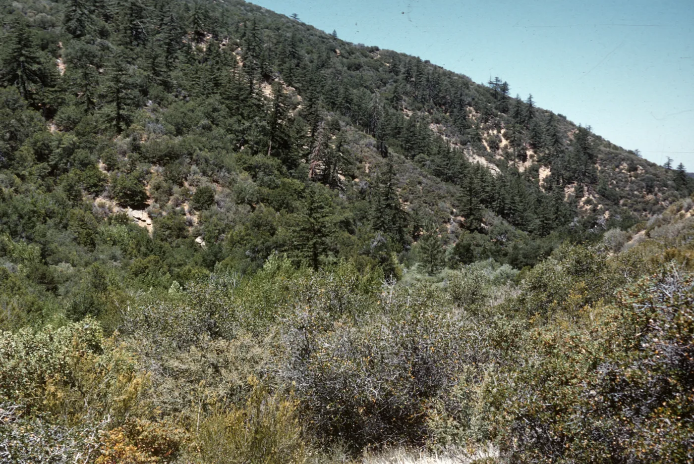 Sespe chaparral