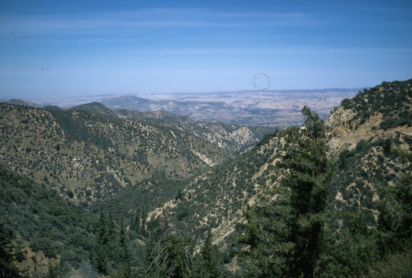 Sespe chaparral
