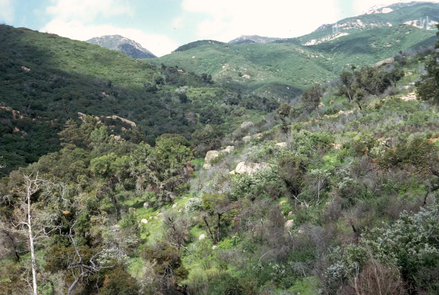Jesusita Trail, chaparral