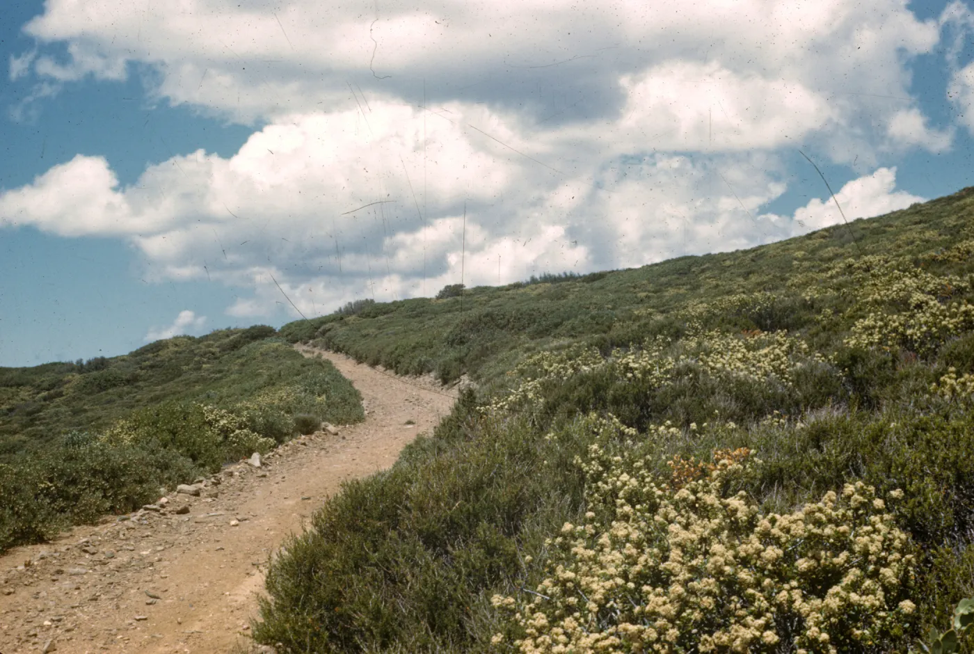 Laguna Mountains chaparral (Manzanita) (California Buckwheat)