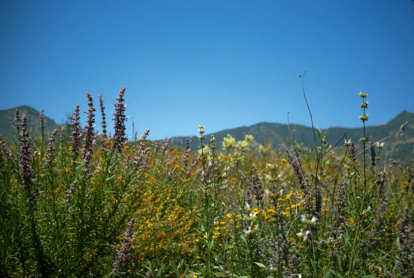 Santa Monica Mountains wildflowers