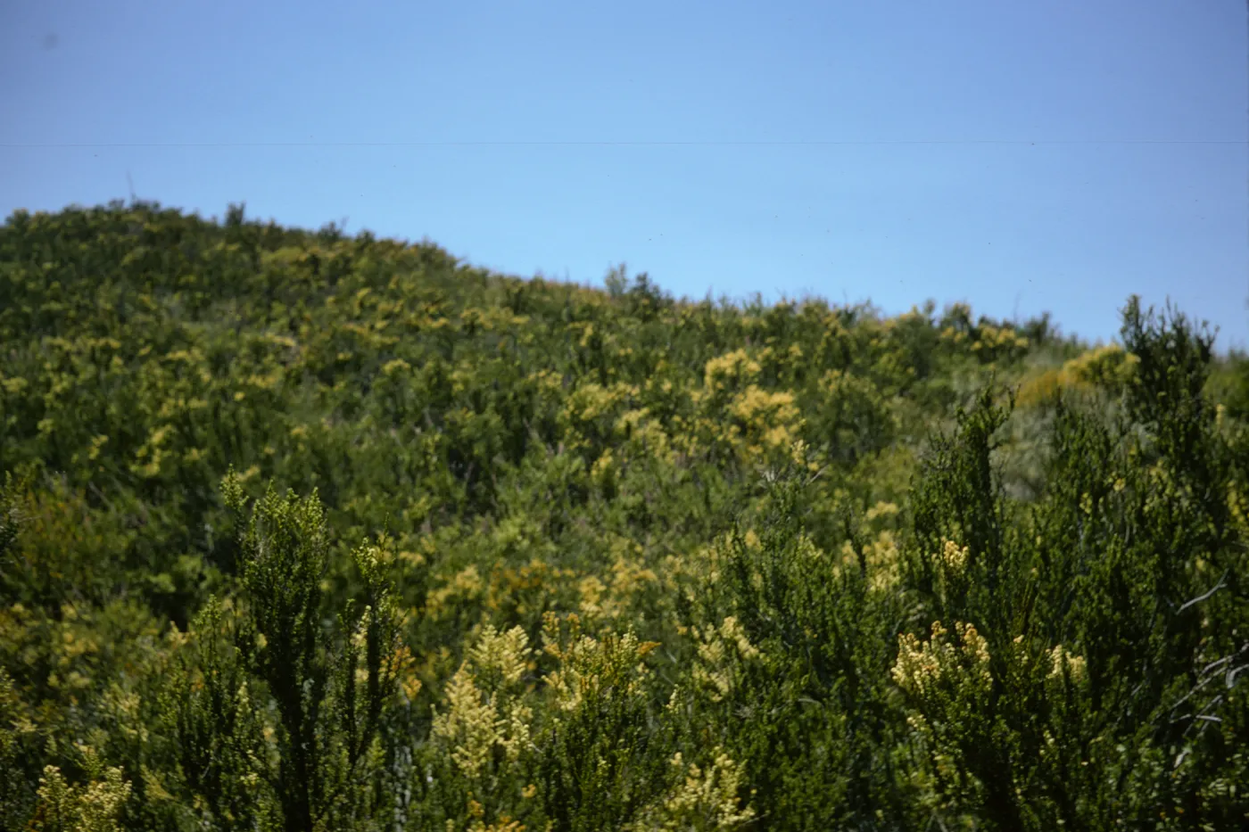 Santa Monica Mountains chaparral