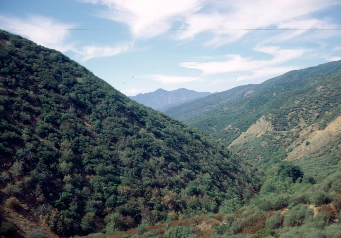Sespe chaparral