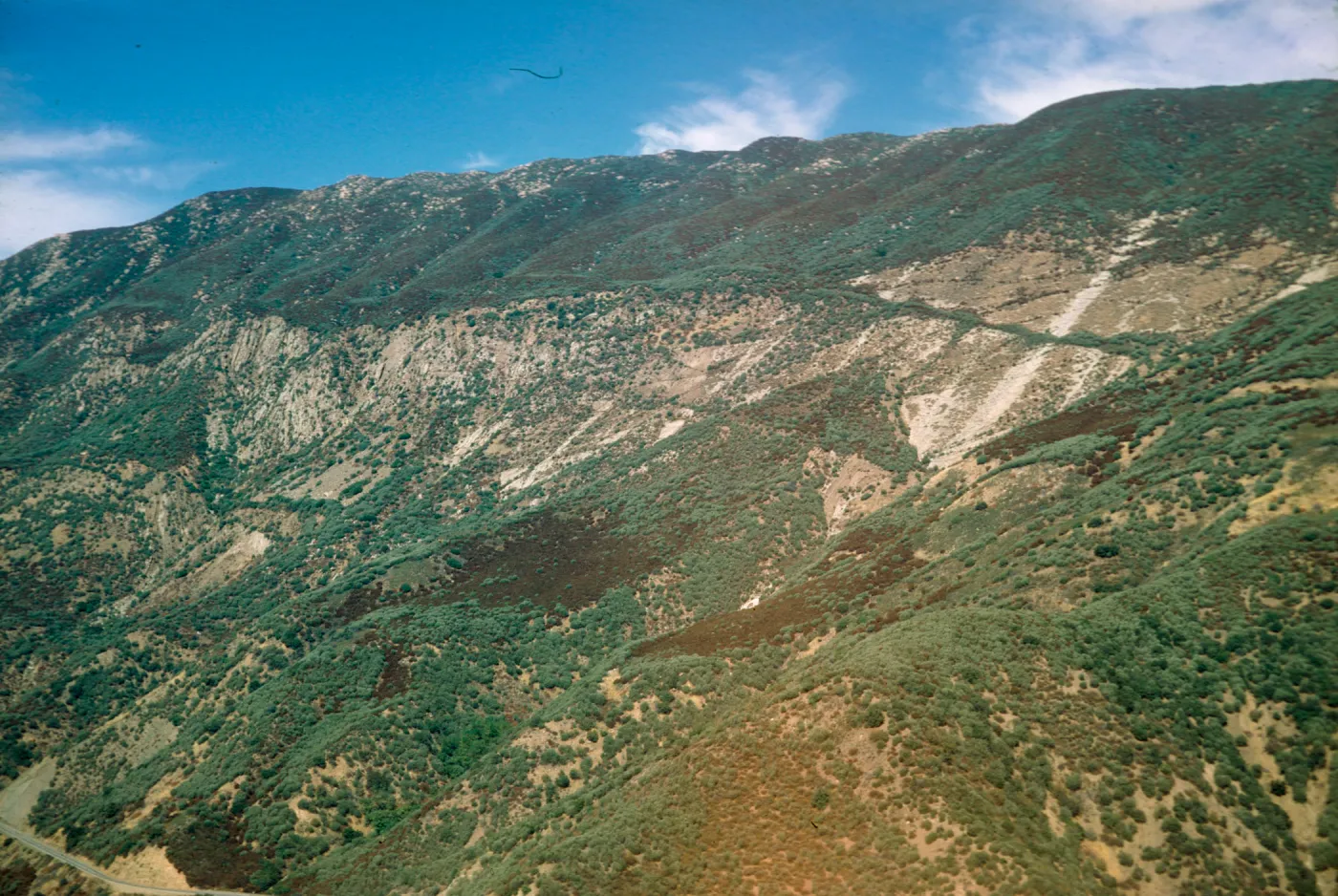 Sespe chaparral