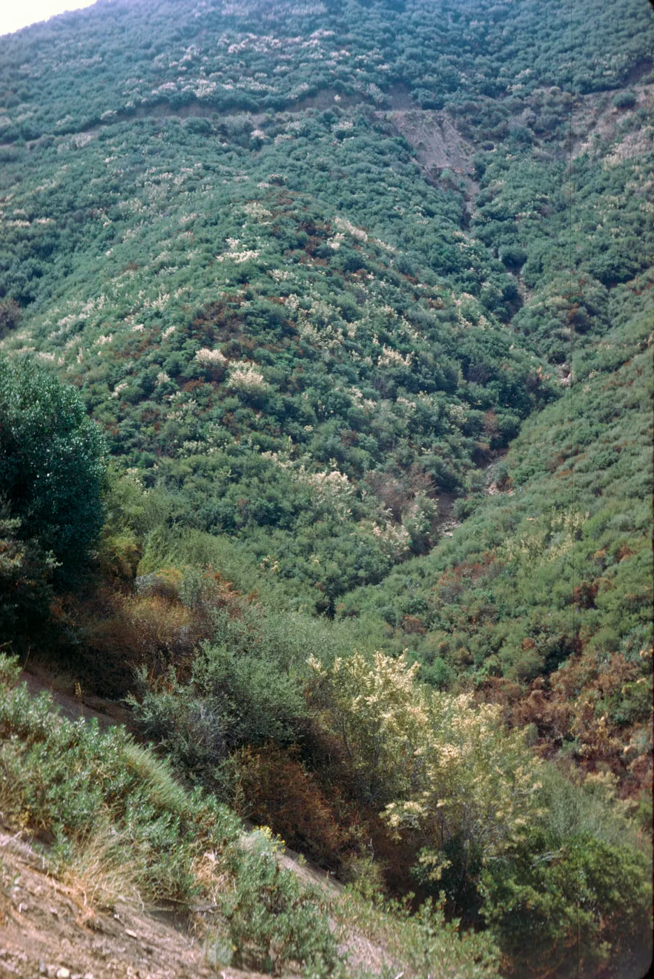 Sespe chaparral