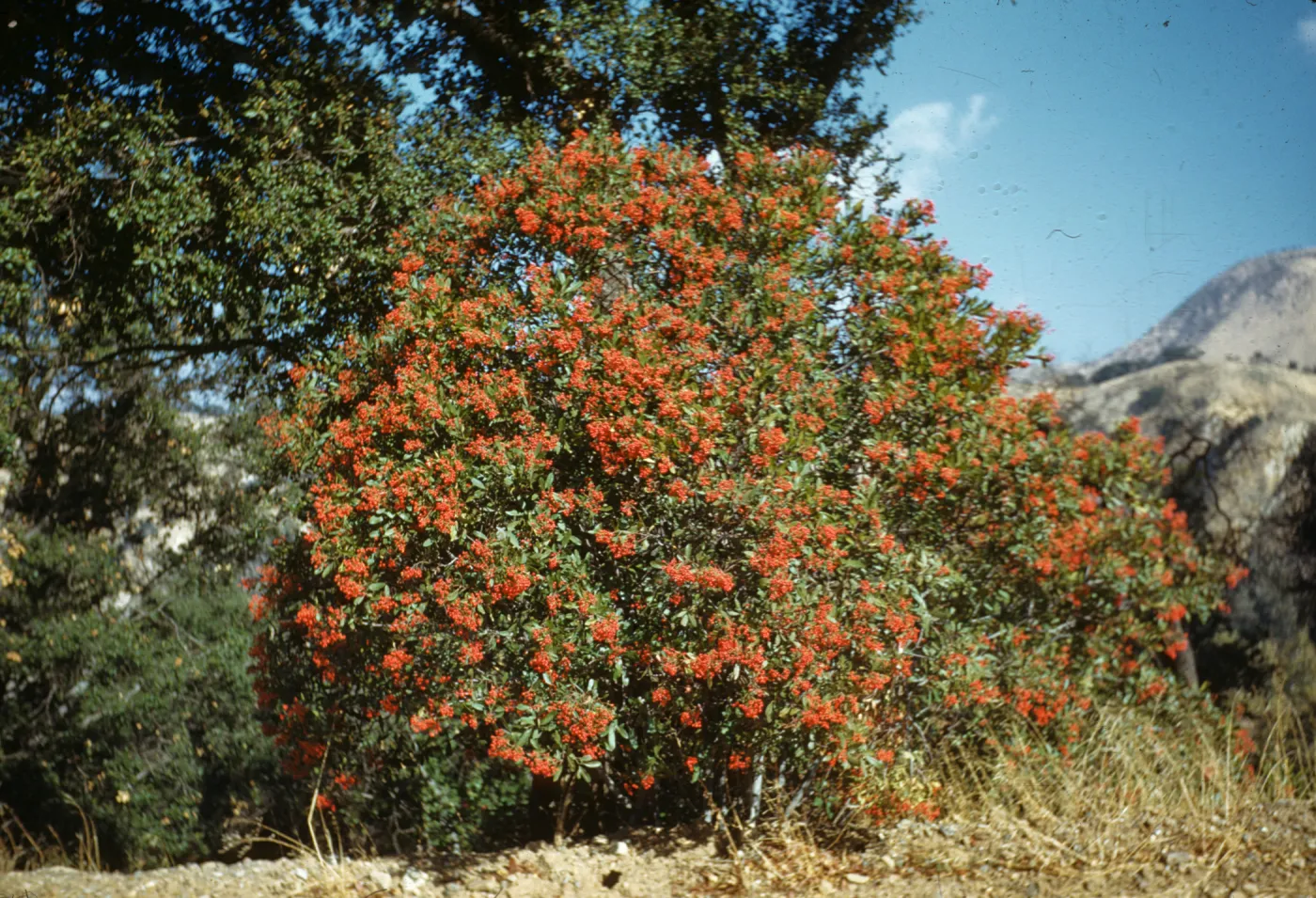 Heteromeles arbutifolia, near Paradise Camp