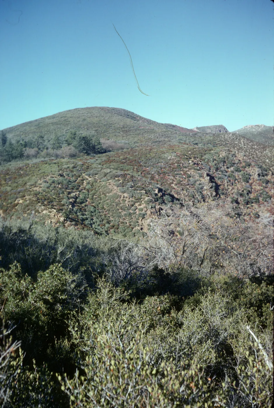 Chaparral