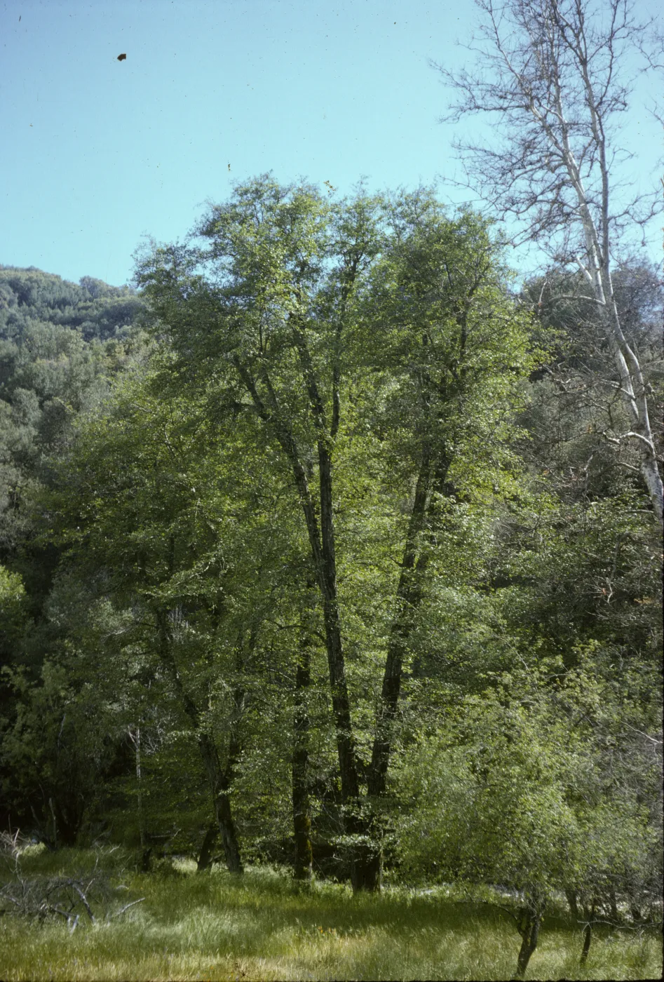 Arbutus menziesii