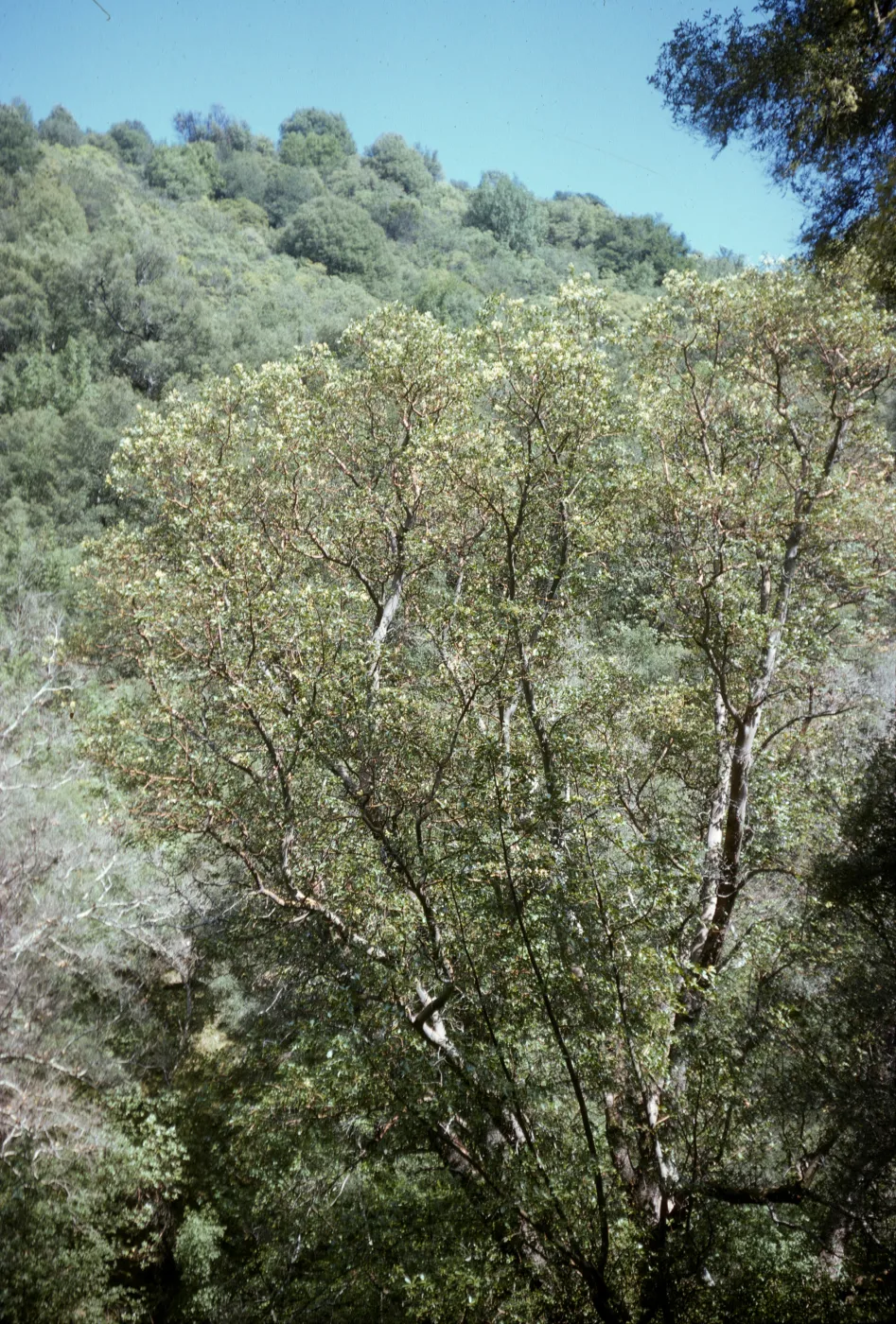 Arbutus menziesii