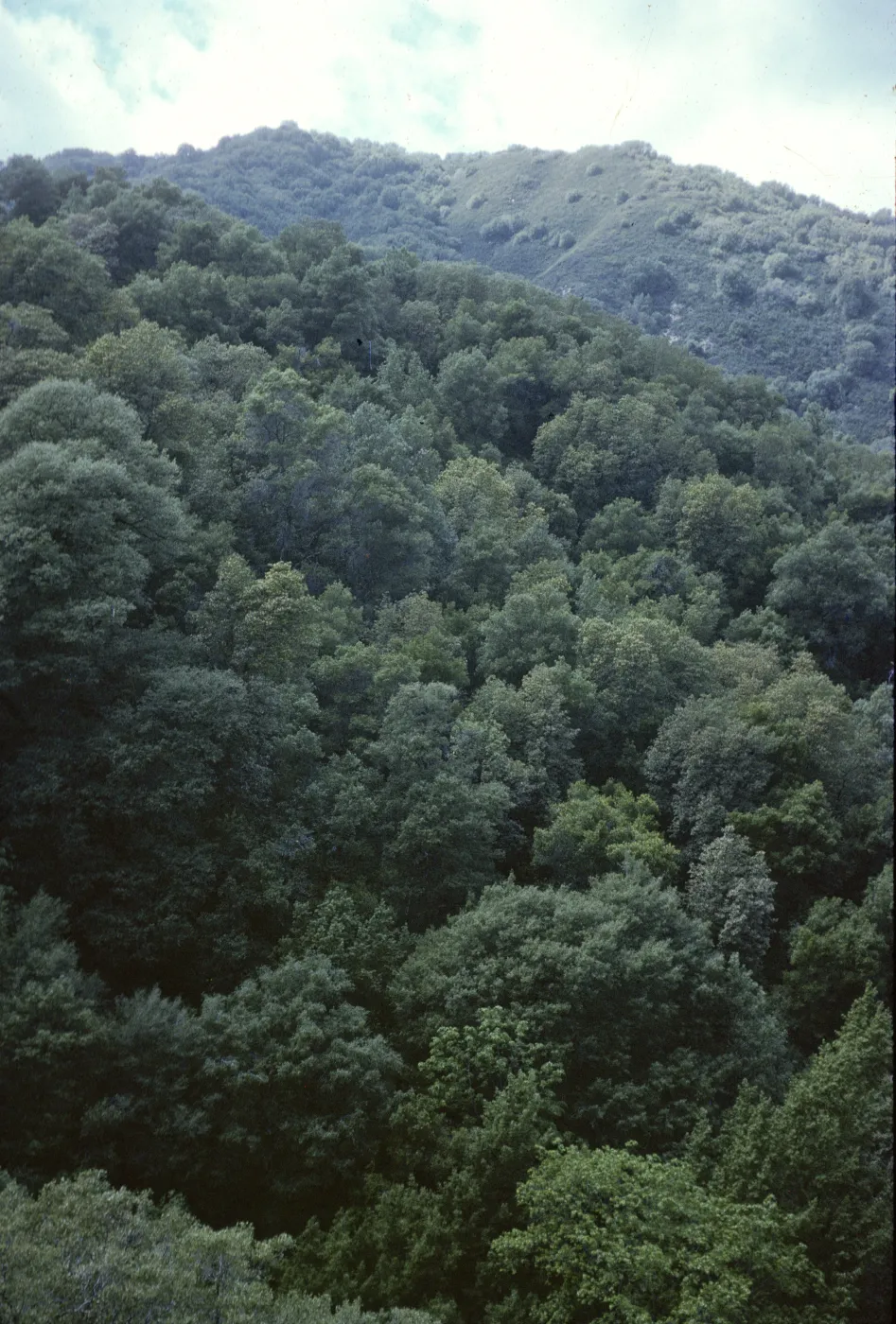 'Cooper Forest'