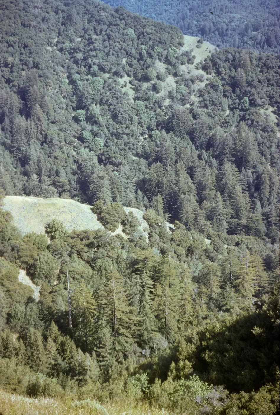Sequoia sempervirens (coast redwood) forest