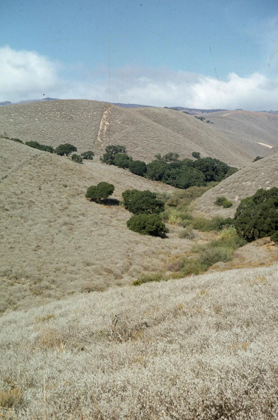 coastal sage, Jalama