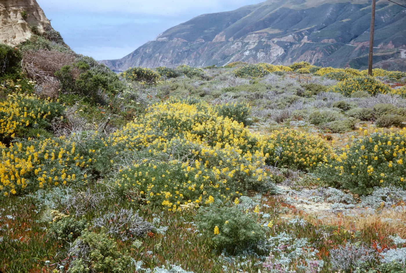Lupinus arboreus, coastal sage