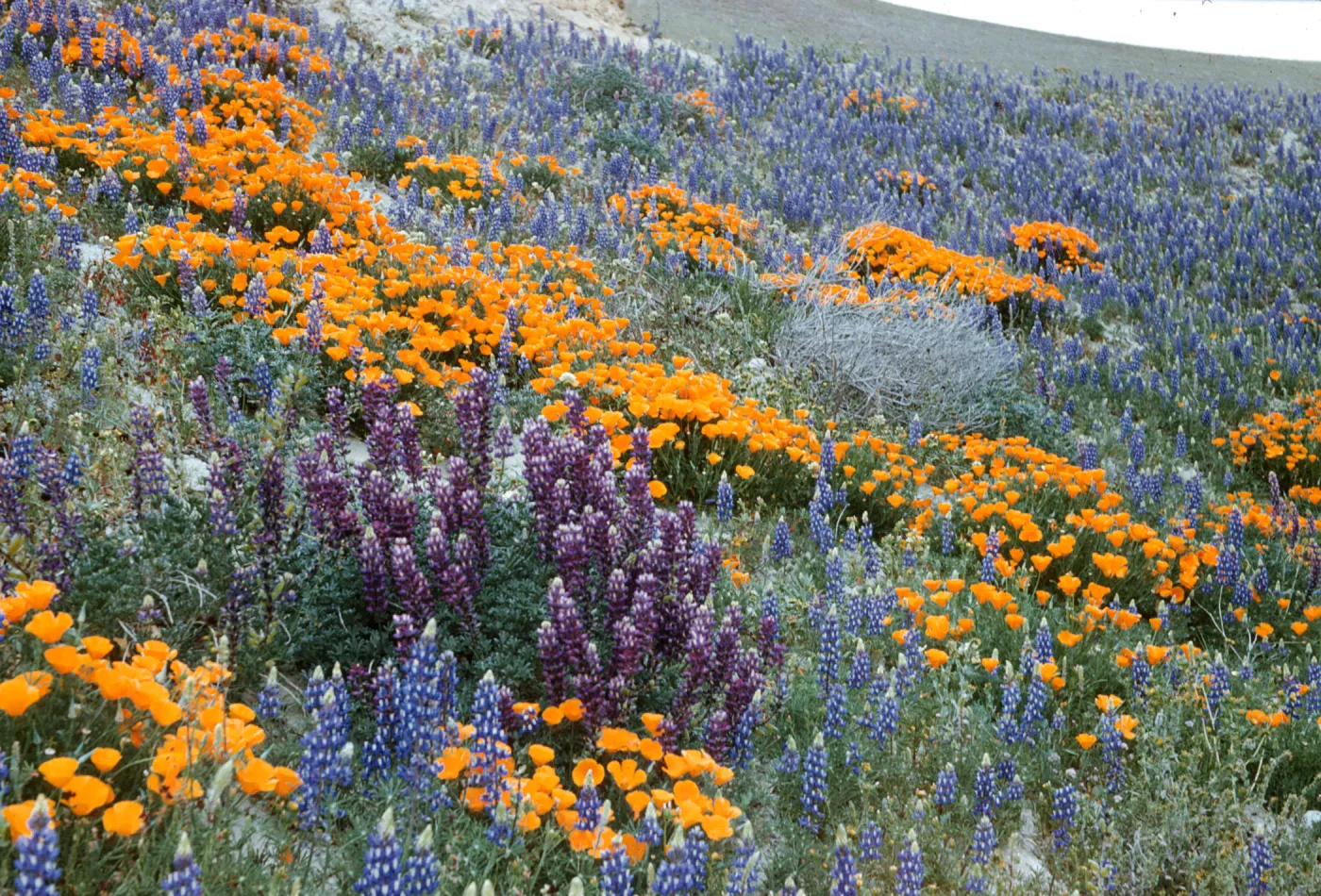 poppies and lupines in bloom