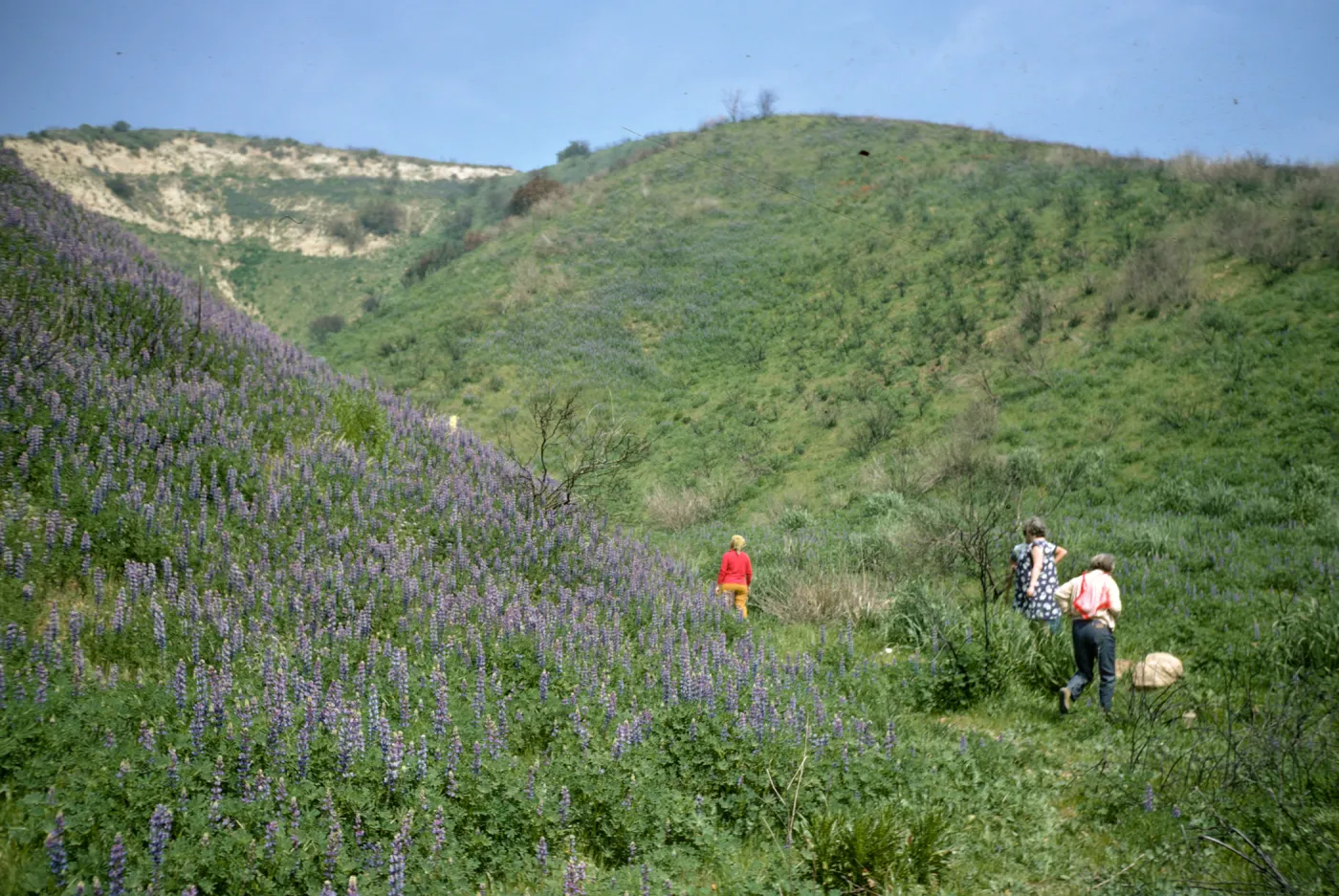 Lupine in bloom, Malibu Canyon