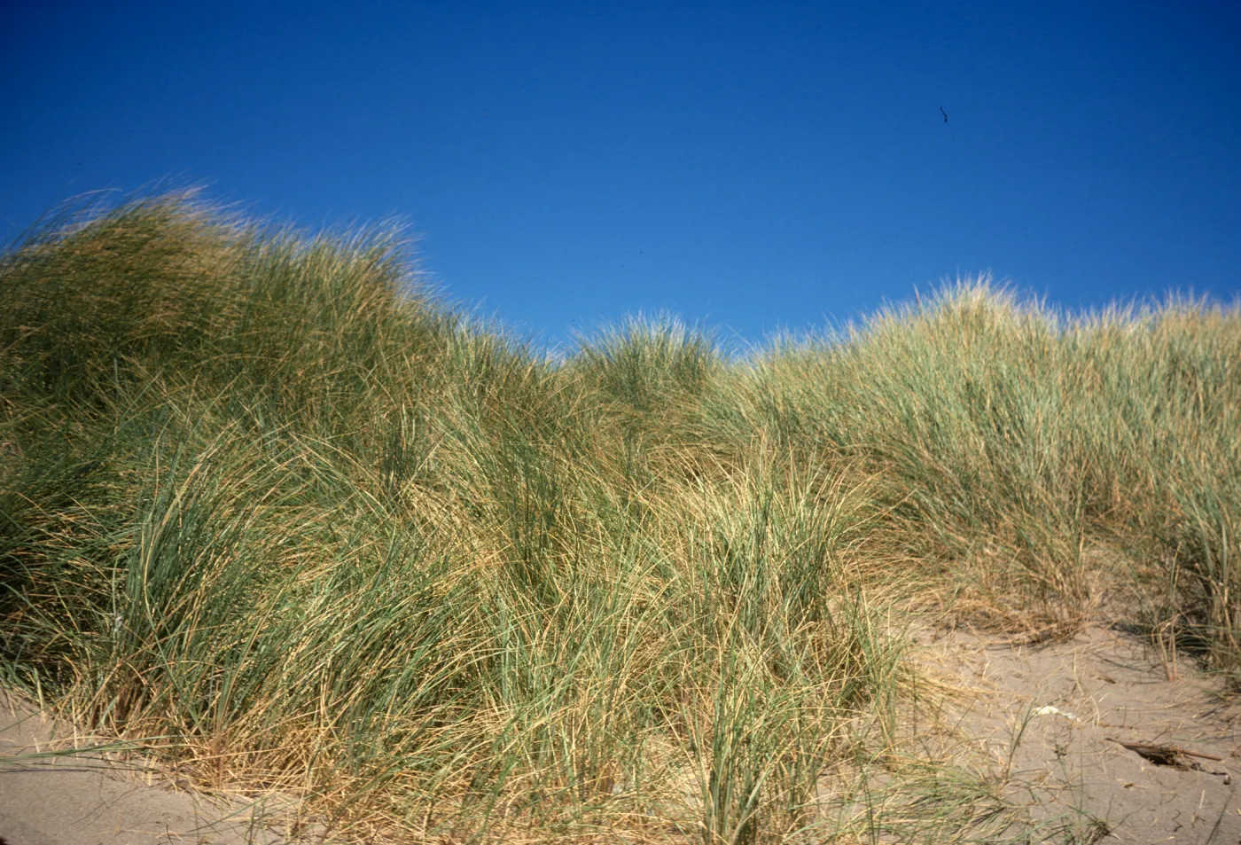 coastal sand dunes, Point Reyes