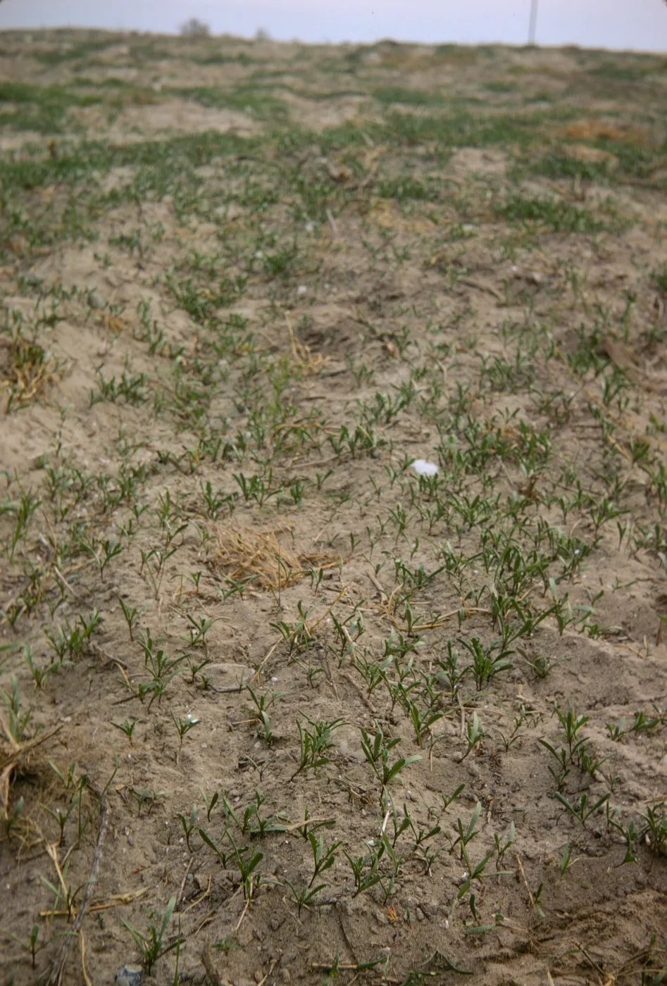 Cakile seedlings