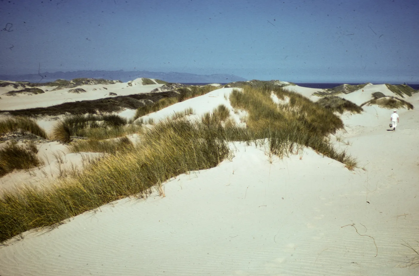 coastal strand, sand dunes, Oso Flaco Park