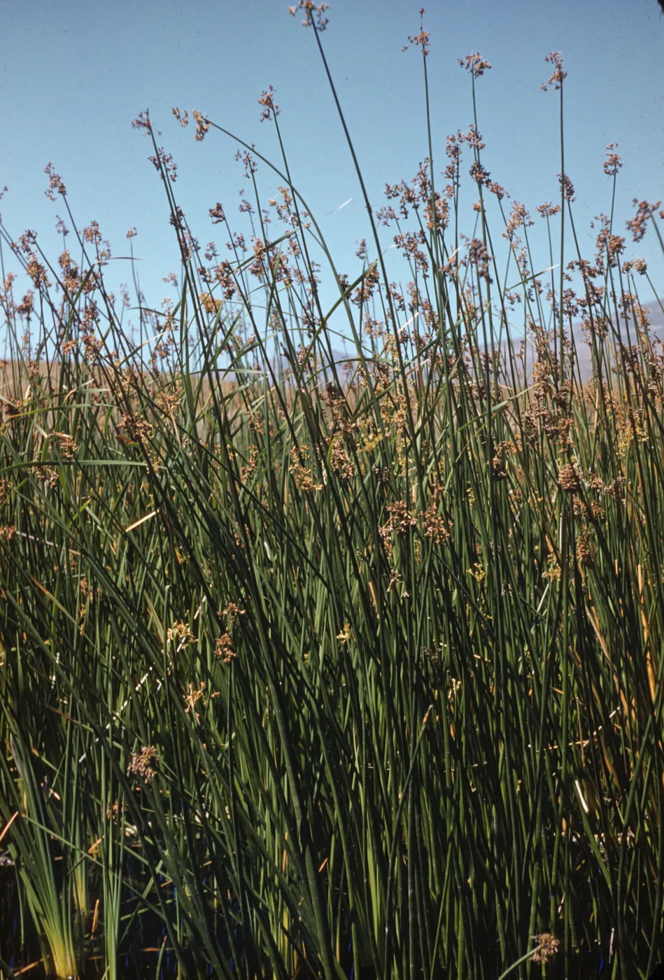 Marsh at Jalama Beach