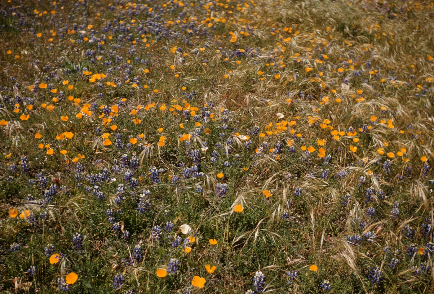 Poppy & Lupinus nanus