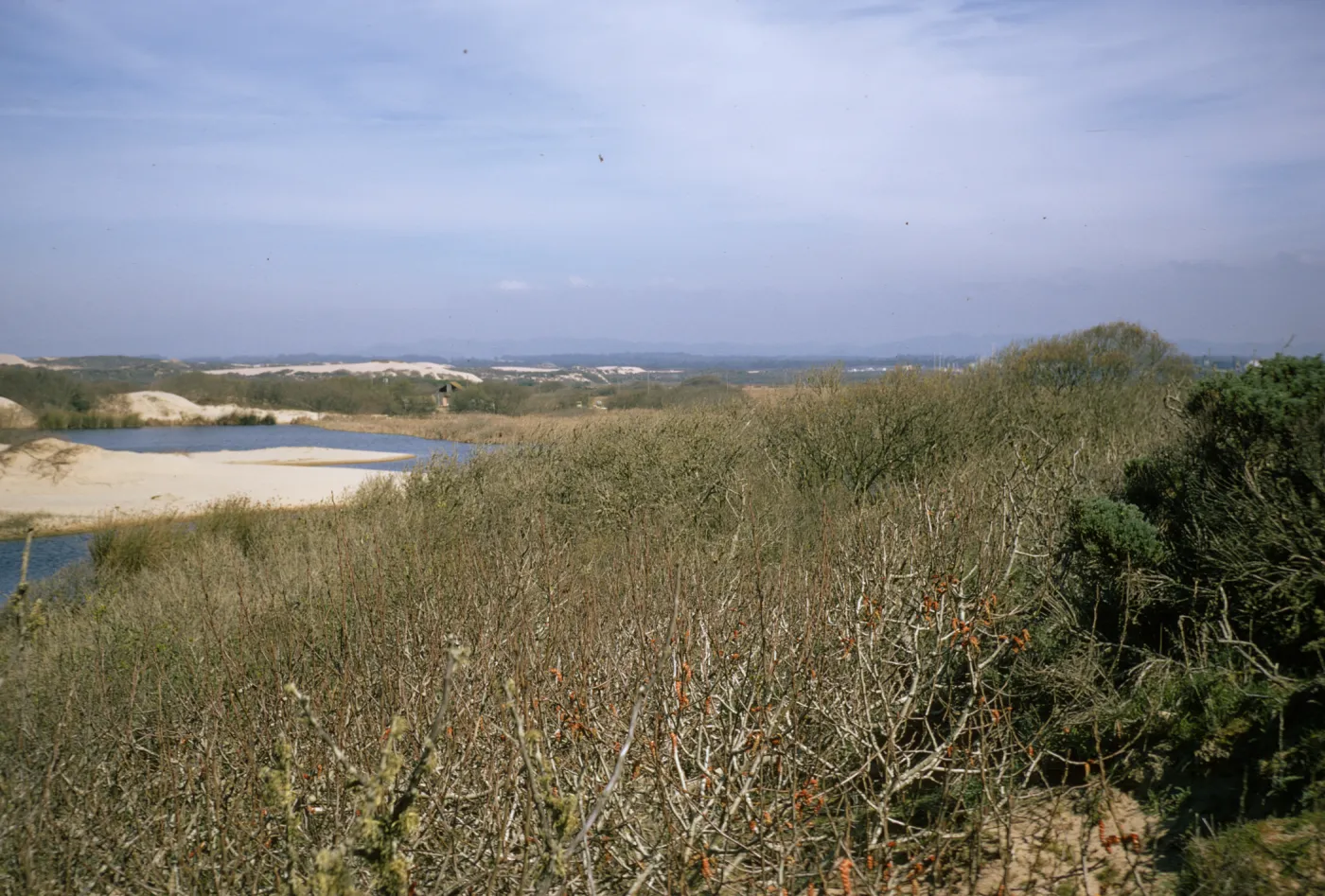 Populus trichocarpa, Oso Flaco Lake