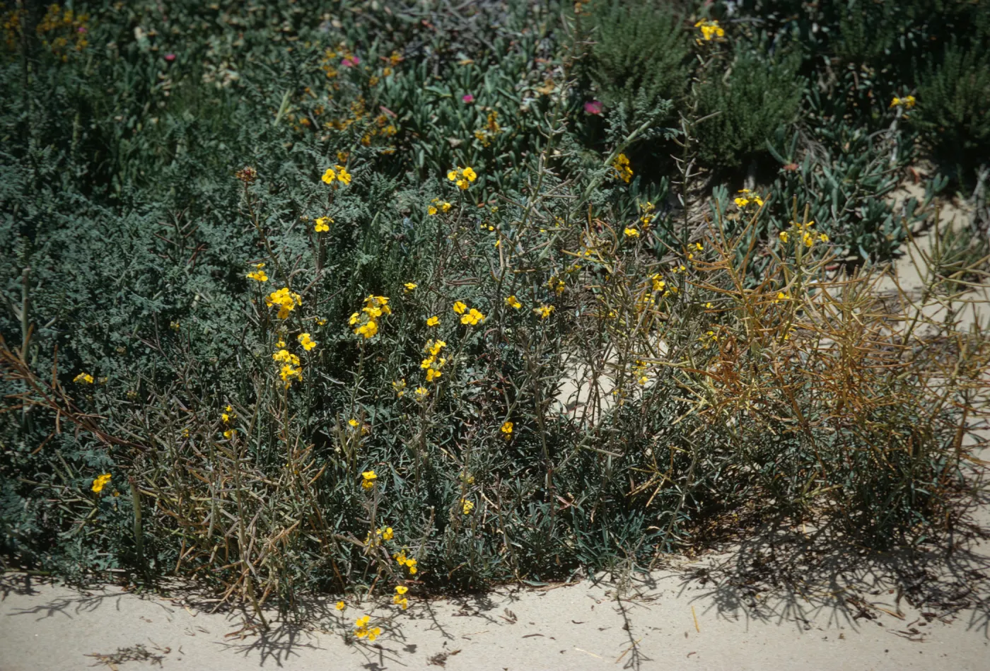 Erysimum in bloom