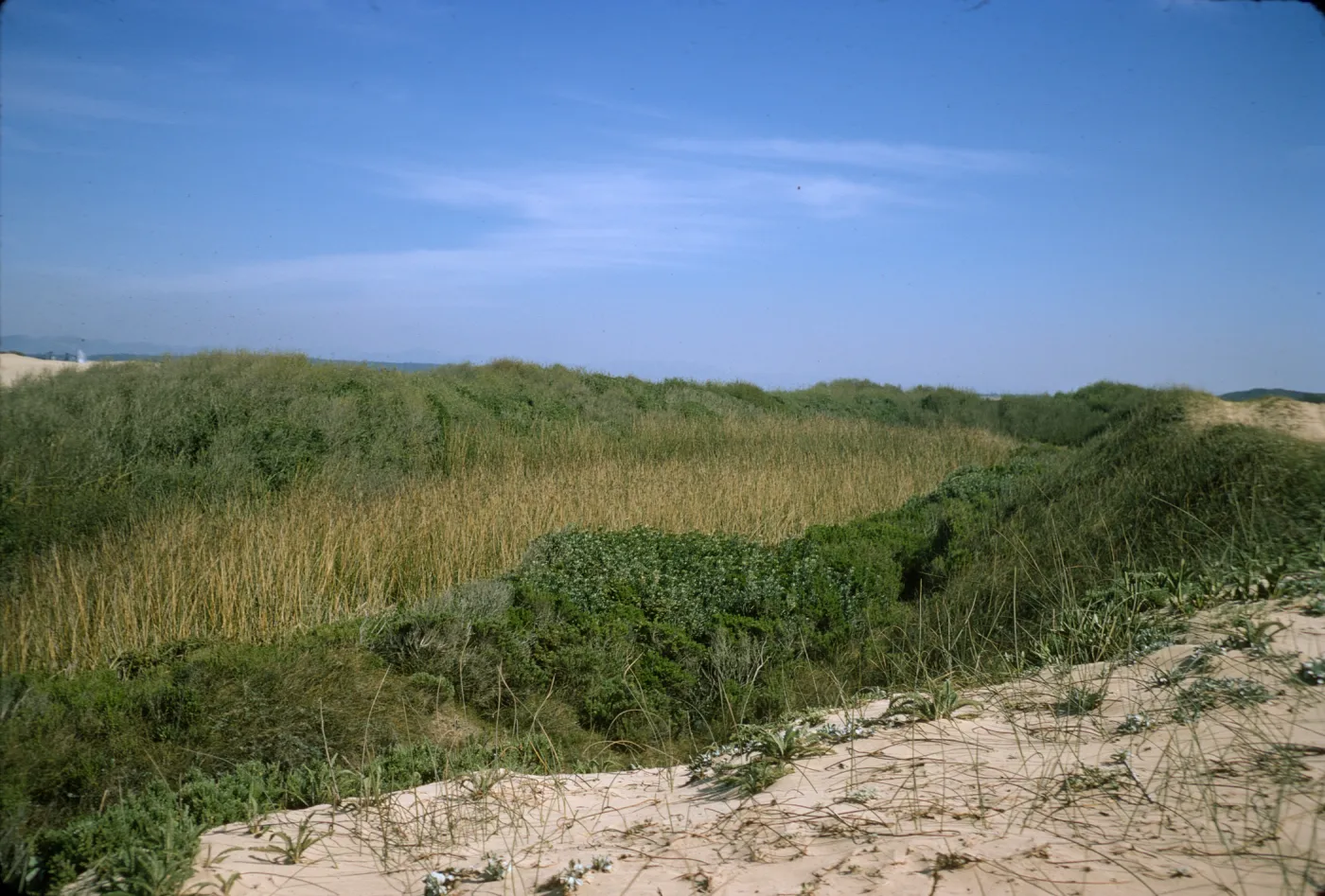 dunes at Oso Flaco Lake