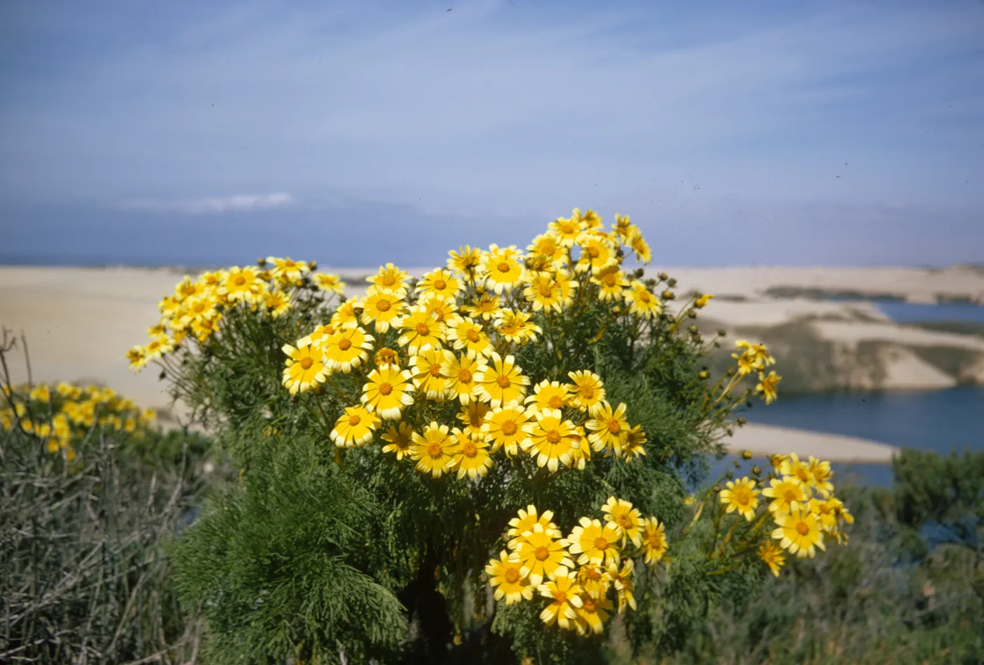 Coreopsis gigantea, Oso Flaco Lake